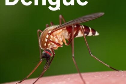 dengue